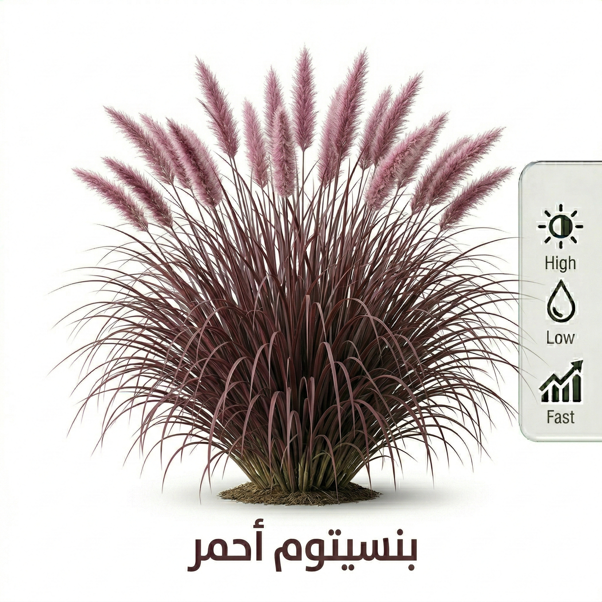 شجرة بنسيتوم احمر