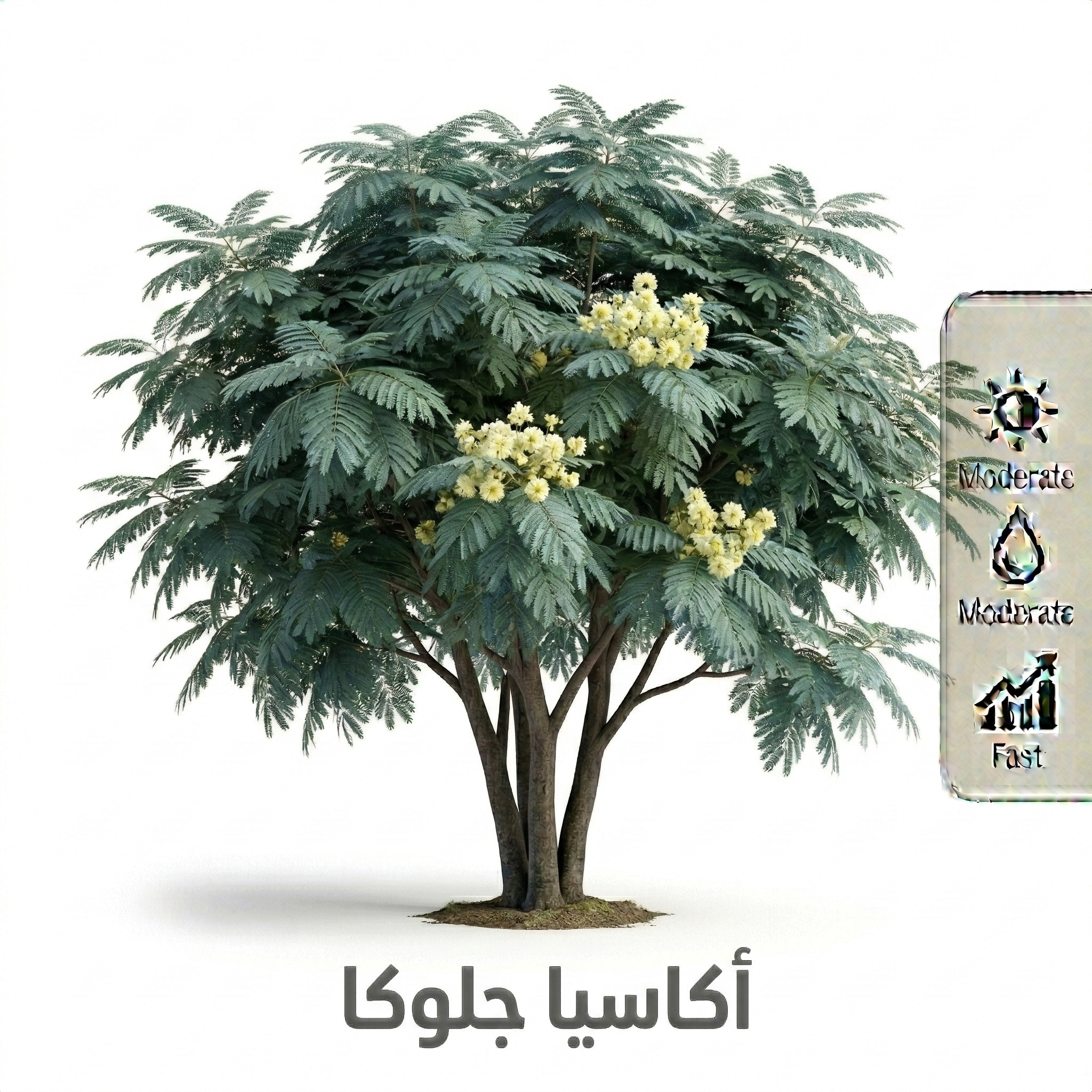 شجرة اكاسيا جلوكا