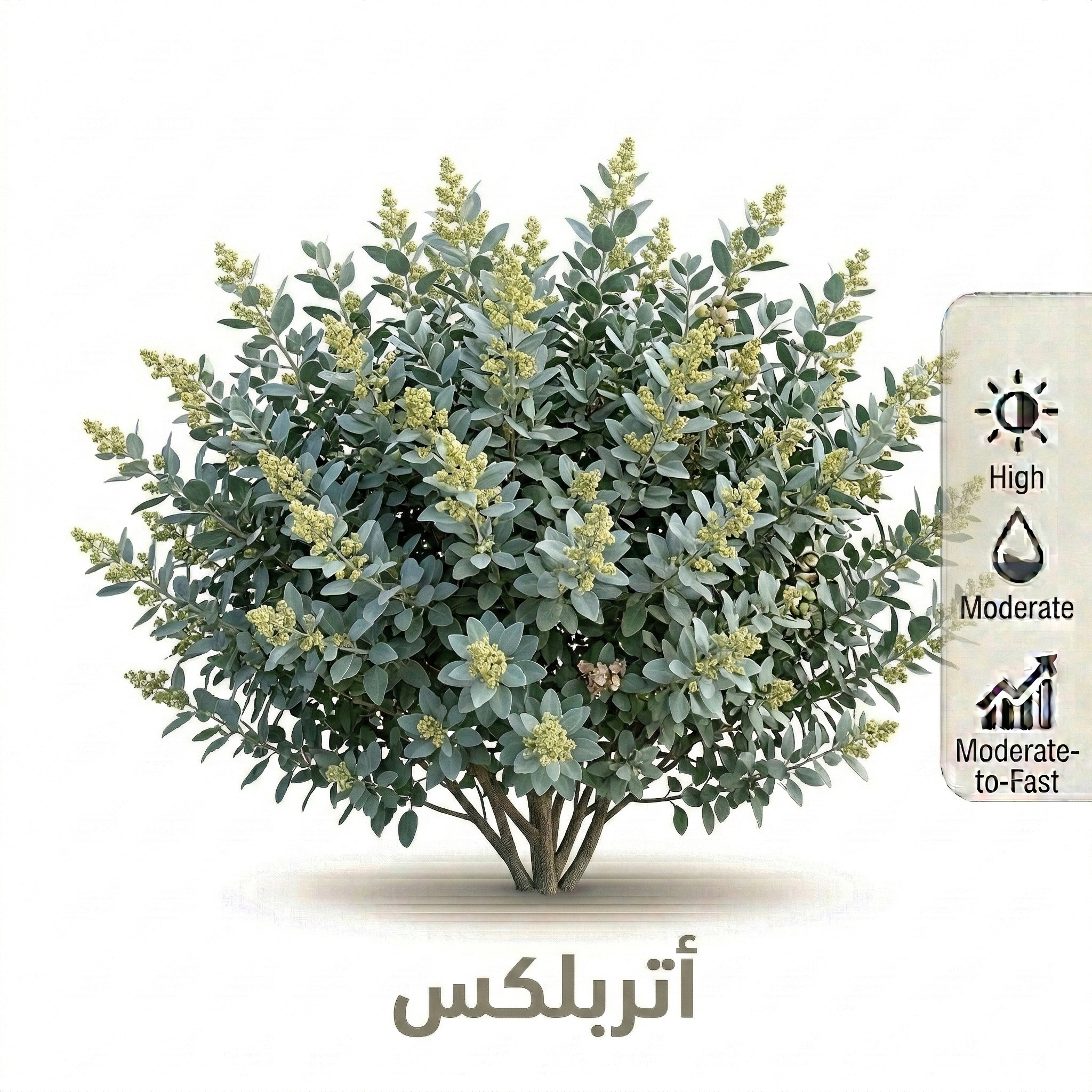 شجرة اتربلكس