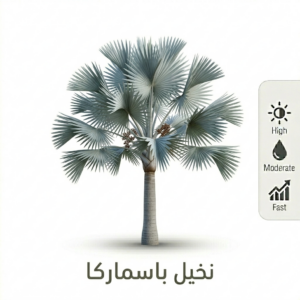 السعر 80 ريال