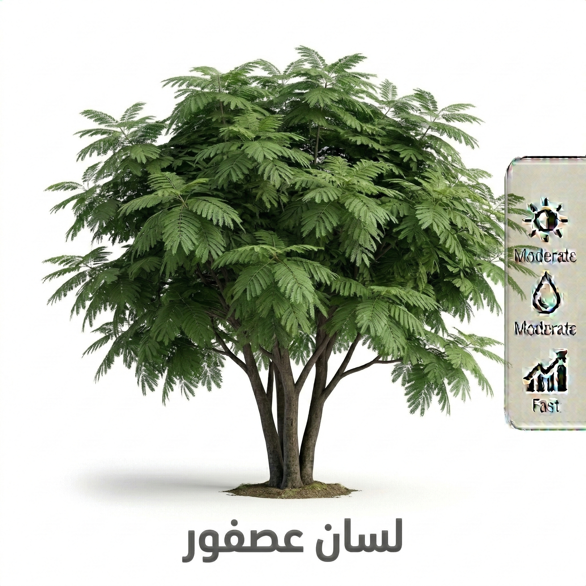 شجرة لسان عصفور