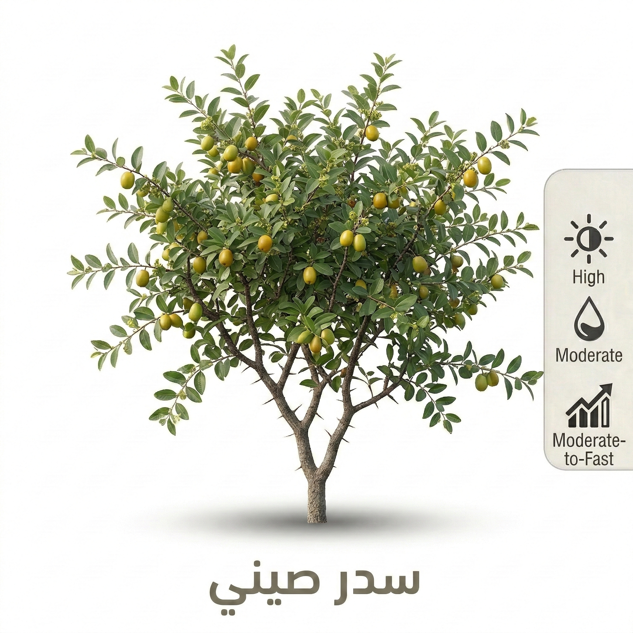 شجرة سدر صيني